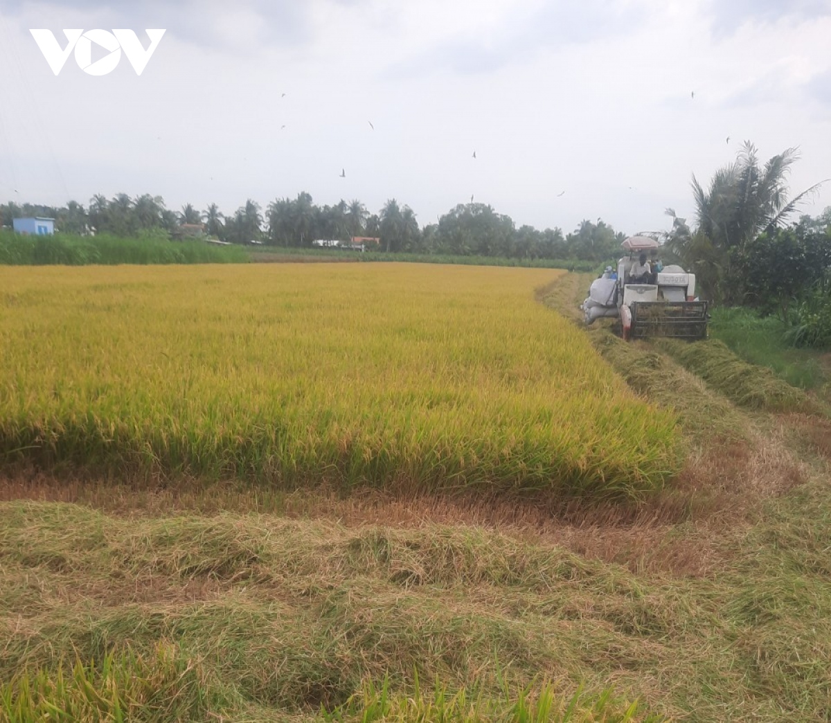 Nông dân Tiền Giang thu hoạch lúa Hè thu chính vụ lãi cao