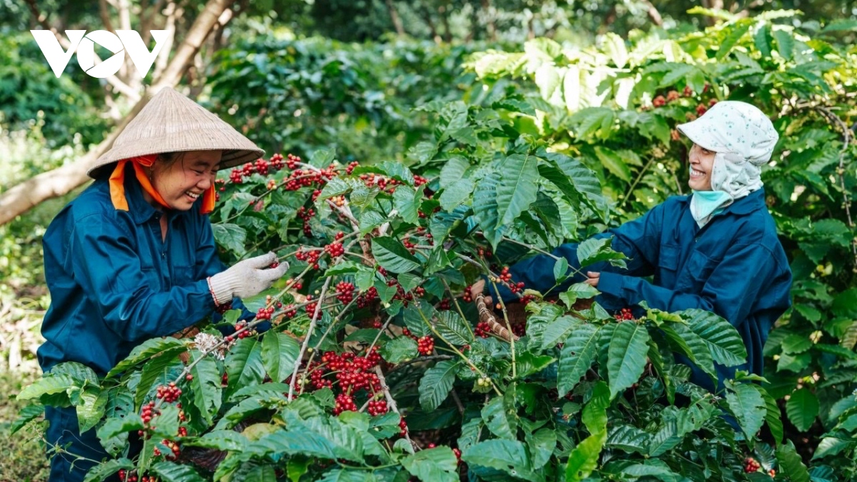 Đắk Lắk bảo đảm tỷ lệ cà phê được hái chín trên 85%