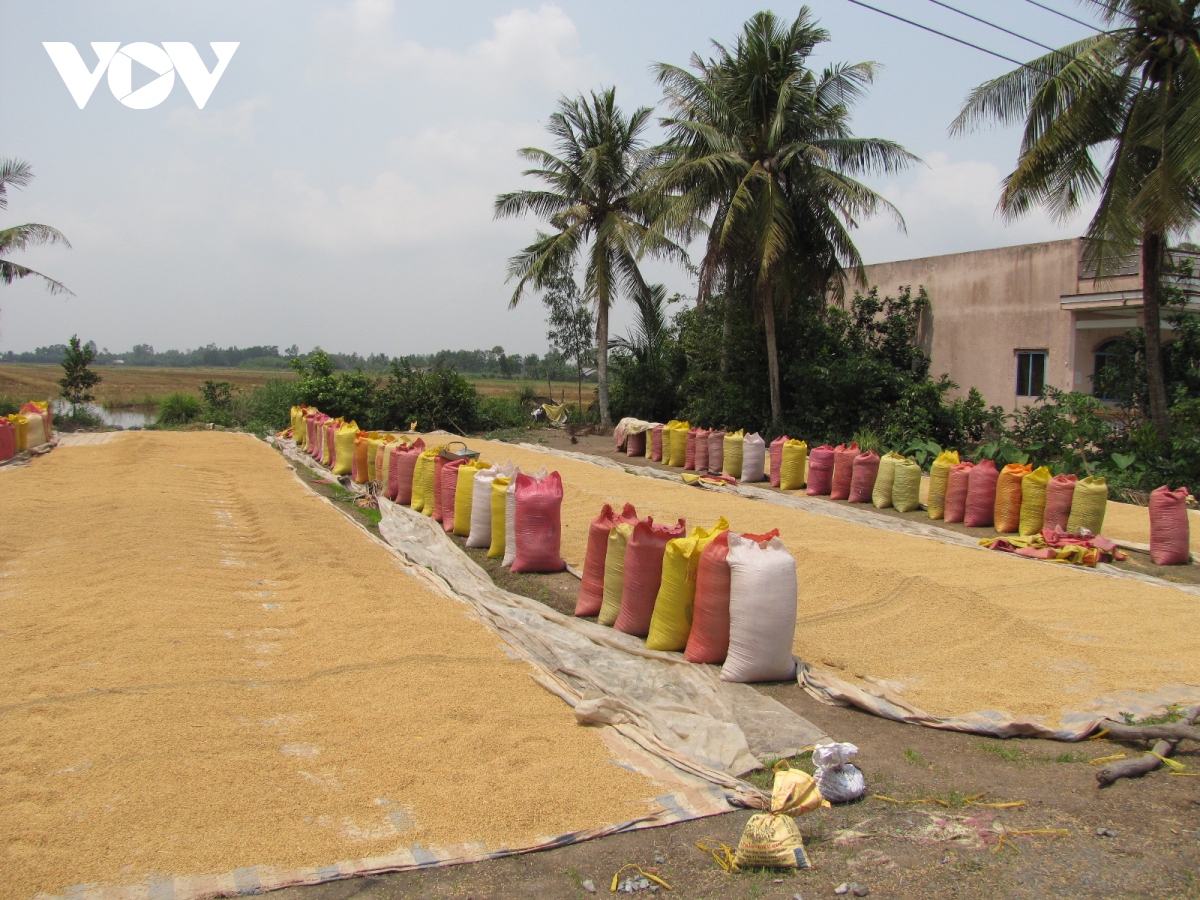 Giá lúa Thu Đông tăng cao, nông dân được mùa - trúng giá