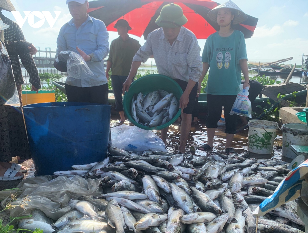 Nguyên nhân khiến hơn 50 tấn cá lồng bè của người dân Hà Tĩnh chết đồng loạt