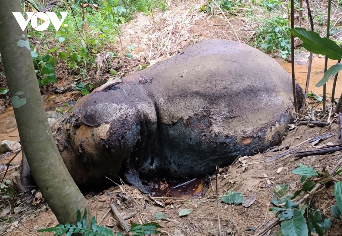 Phát hiện xác một cá thể voi rừng to lớn đang phân hủy