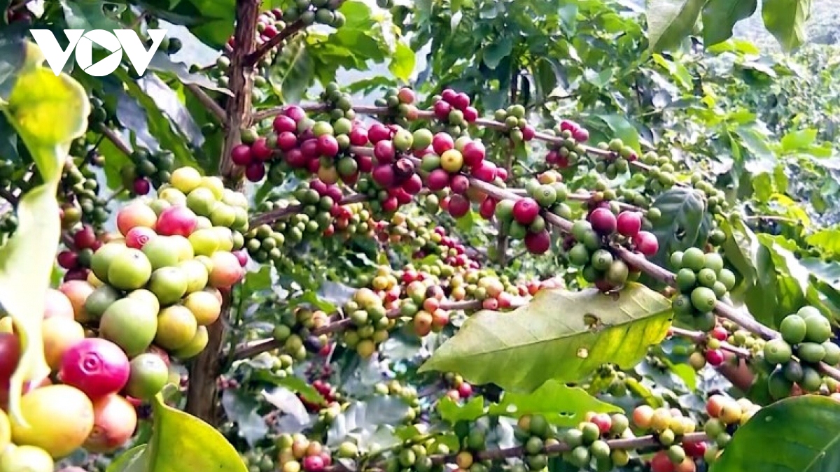 Giá cà phê hôm nay 11/10: Cà phê trong nước tiếp tục giảm