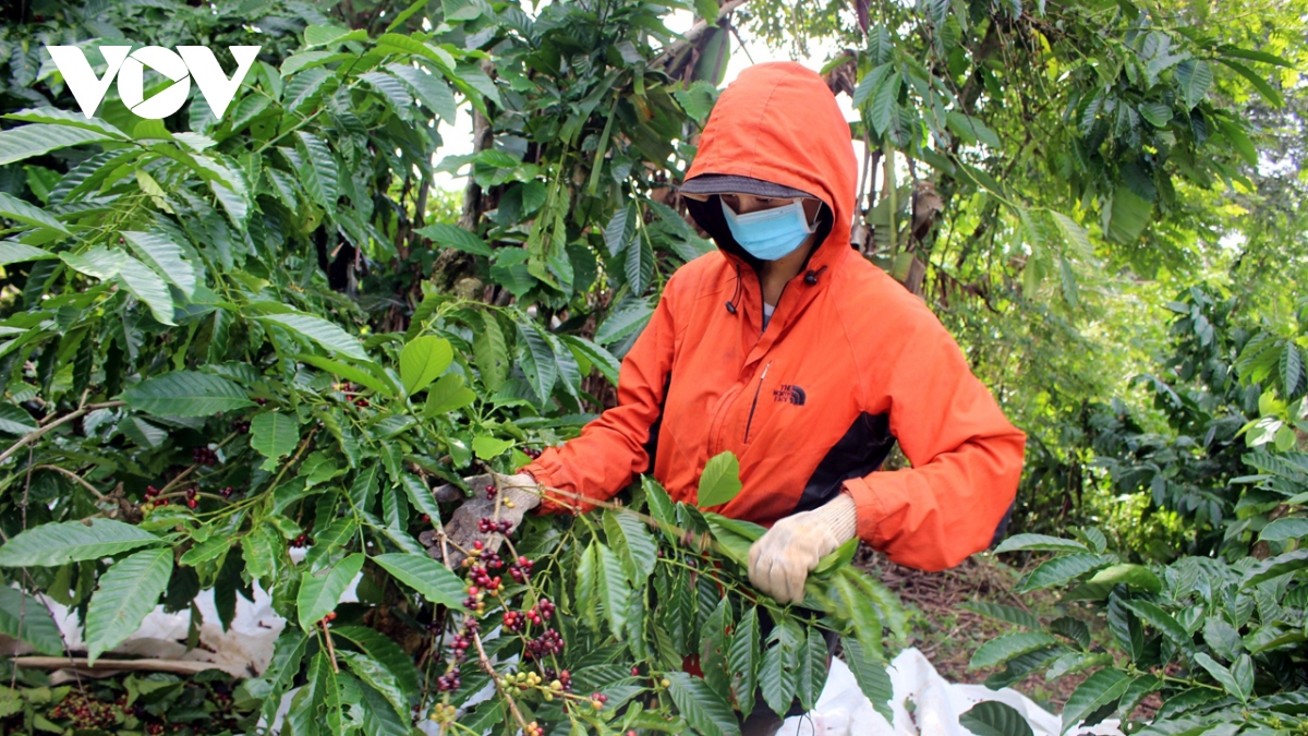 Tăng khả năng tiếp cận tín dụng cho doanh nghiệp khu vực Tây Nguyên