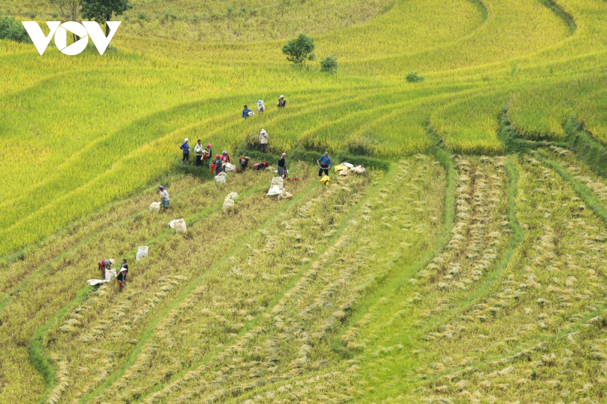 Tăng cường hỗ trợ, thúc đẩy phát triển lúa hàng hóa ở Lai Châu