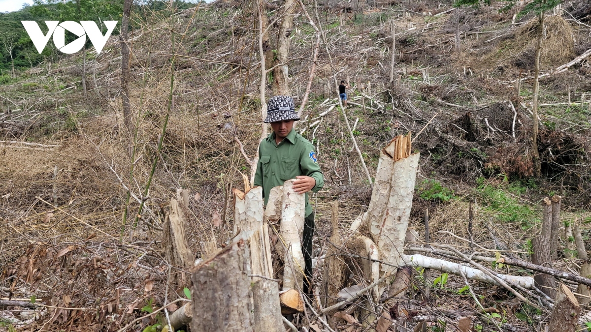 Khởi tố, bắt tạm giam đối tượng chặt hạ 2,5 ha rừng ở Gia Lai