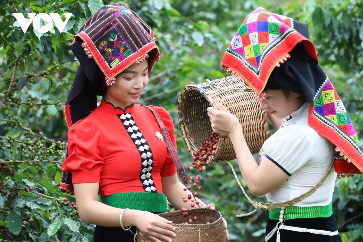 Lễ hội cà phê tỉnh Sơn La - tôn vinh hạt cà phê Việt Nam