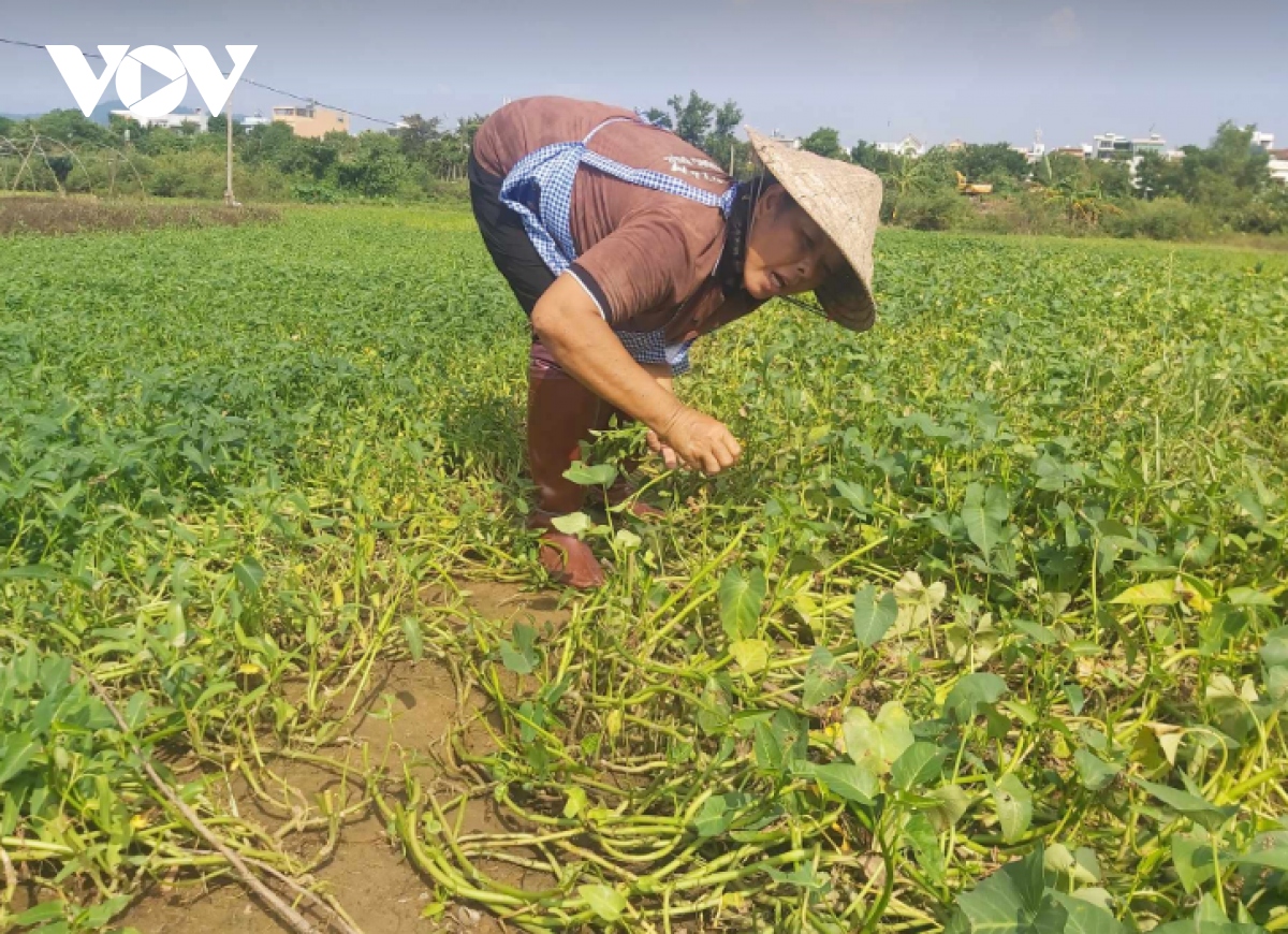 Sau mưa lớn, nông dân Đà Nẵng bắt tay trồng lại vụ rau Tết