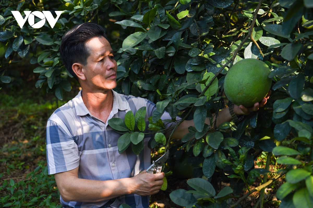 Nông dân Bắc Giang đổi đời nhờ trồng bưởi da xanh theo hướng hữu cơ
