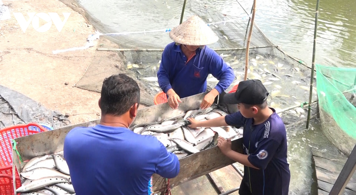 Giá cá thát lát tăng cao, nông dân Hậu Giang phấn khởi