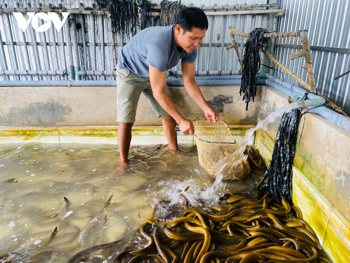 Giá lươn ở mức thấp, người nuôi trước nguy cơ lỗ nặng