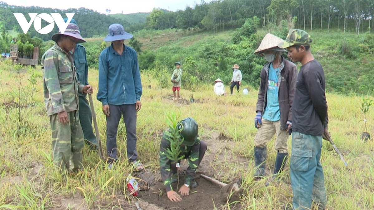 Hỗ trợ cây, con giống để bà con dân tộc thiểu số Kon Tum phát triển kinh tế
