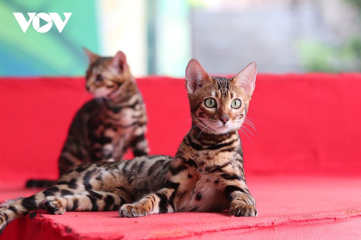 Những chú mèo có giá cả ngàn đô tại Ngày hội thú cưng Suối Tiên