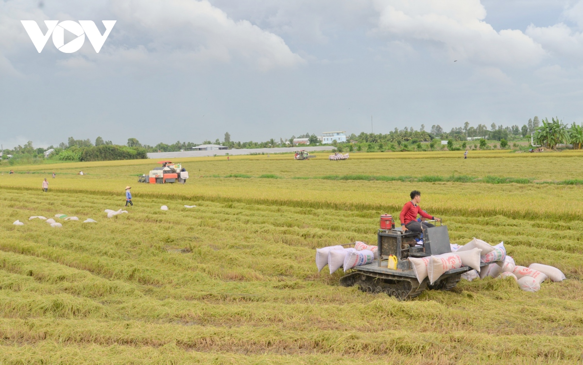 Xuất khẩu khoảng 7,6 triệu tấn gạo năm 2024