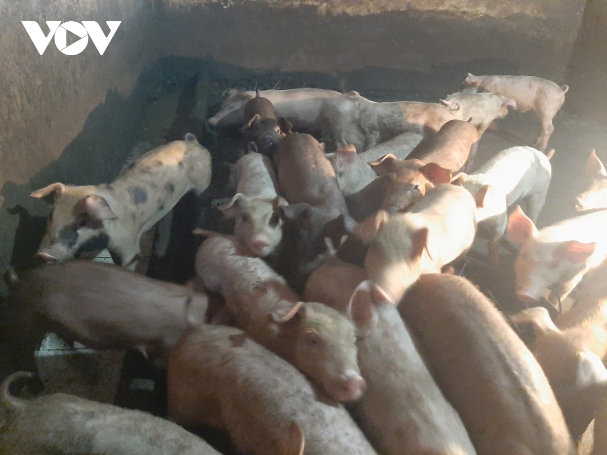 Đảm bảo nguồn cung thịt lợn phục vụ thị trường Tết cổ truyền