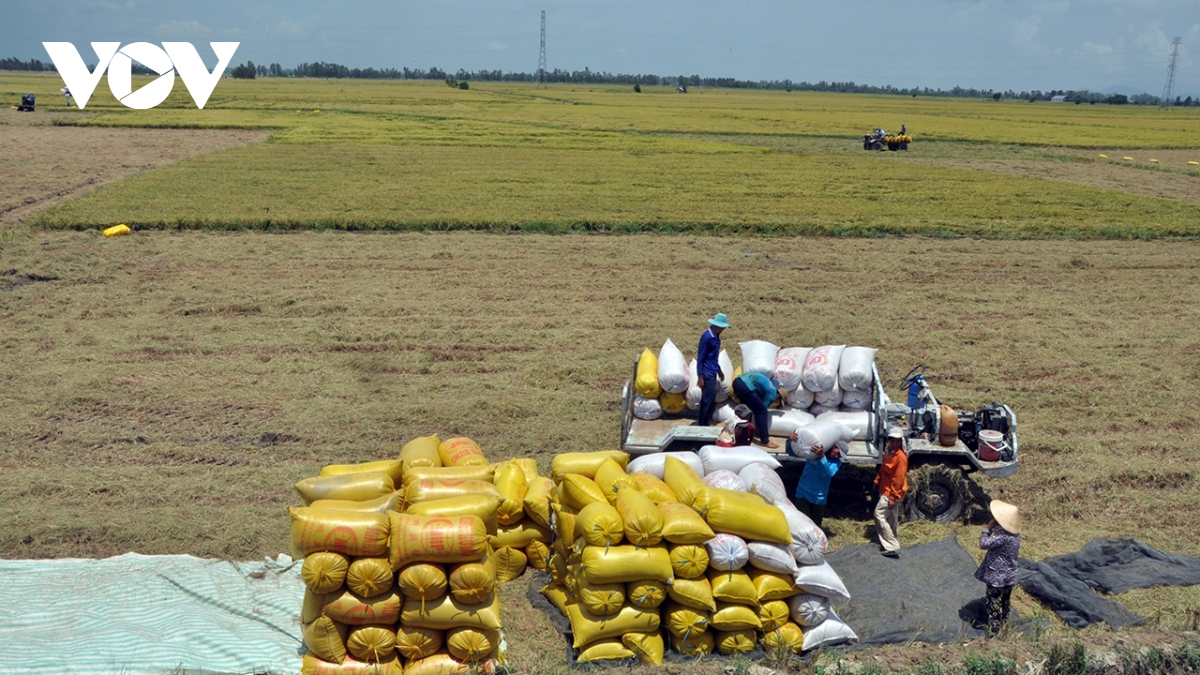 Giá lúa tăng cao, doanh nghiệp thiếu vùng nguyên liệu rất khó thu mua