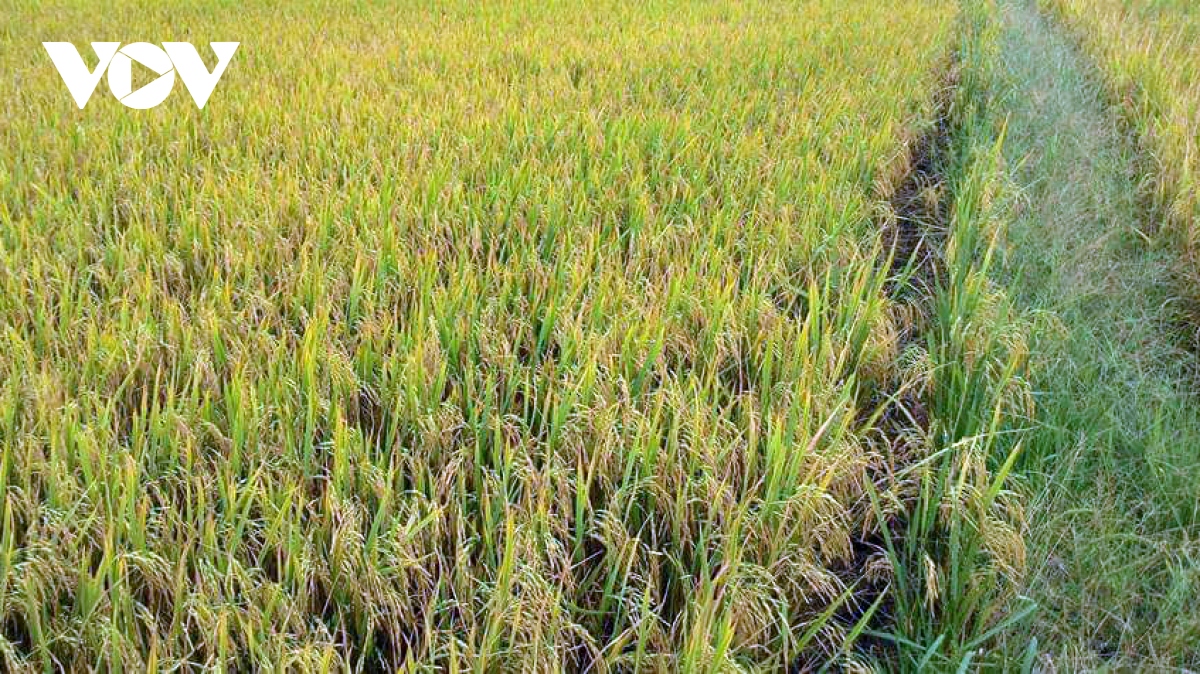 Giá lúa vụ Thu Đông tăng kỉ lục, nông dân Tiền Giang lãi khoảng 40 triệu đồng/ha