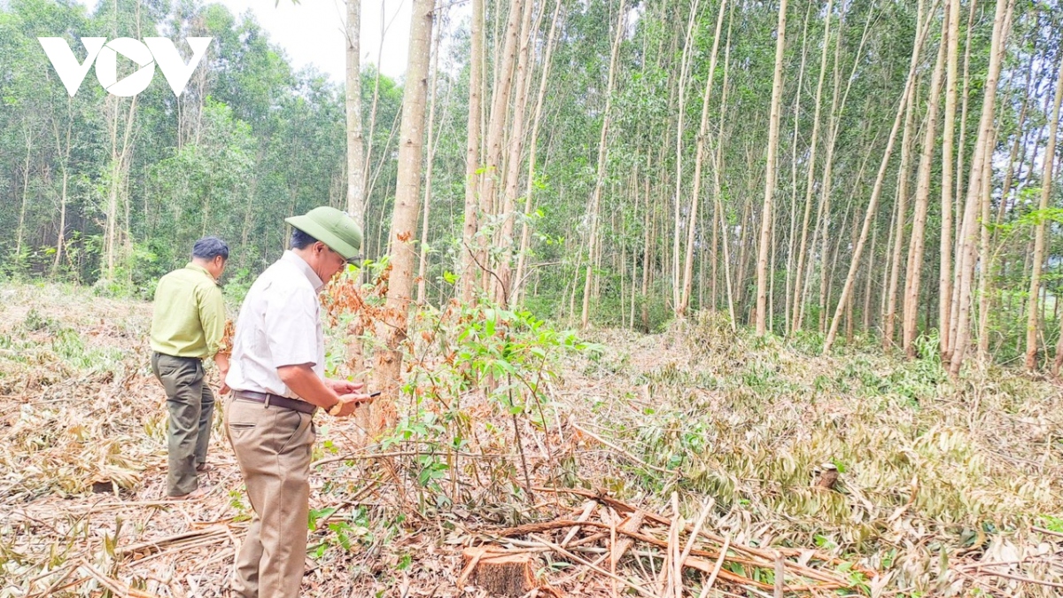 Nhiều diện tích rừng phòng hộ ở Bình Định bị khai thác trái phép