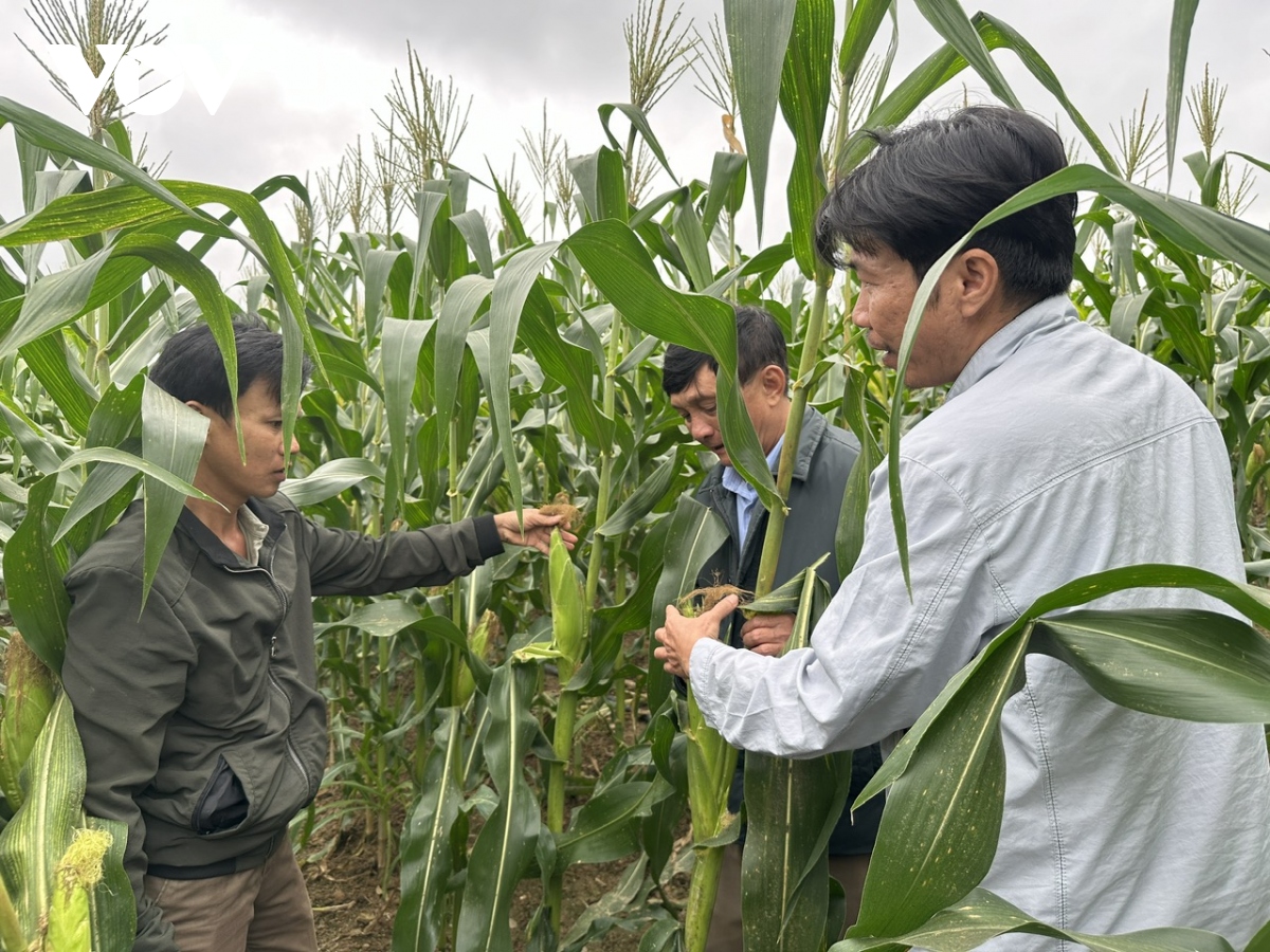 Cuộc sống nông dân Đắk Lắk khởi sắc từ trồng bắp ngọt tại vùng trũng