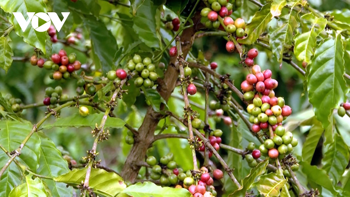 Cà phê được giá, nông dân Bà Rịa-Vũng Tàu mở rộng diện tích canh tác