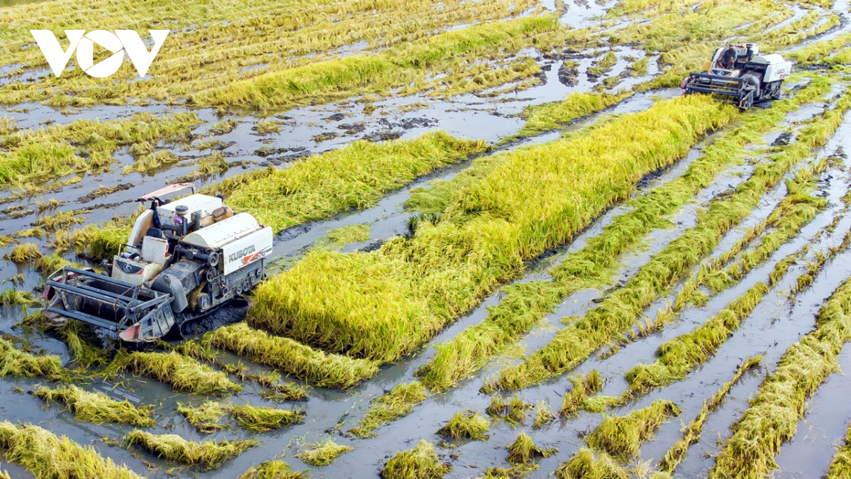Người dân Cà Mau trúng mùa được giá lúa trên đất nuôi tôm