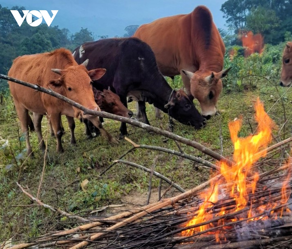Người dân miền núi Nghệ An tìm cách chống rét cho đàn gia súc