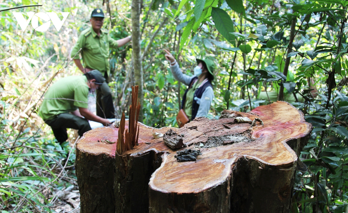 Xử lý tổ chức, cá nhân để rừng phòng hộ Vân Canh bị đốn hạ