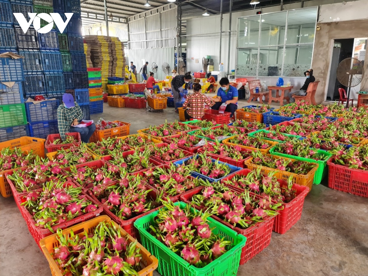 Nhiều loại nông sản Việt kiếm tỷ USD từ khách hàng Trung Quốc