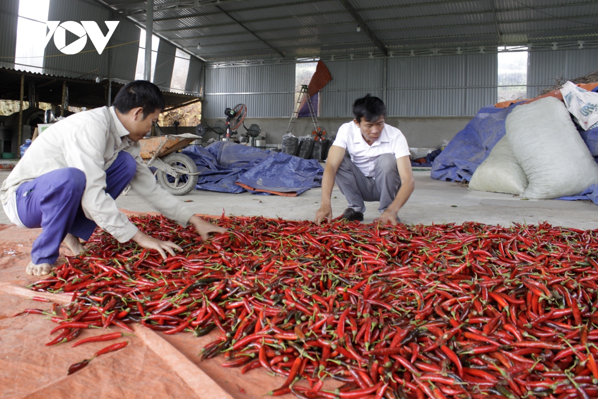 Chuyển đổi cây trồng giúp nâng cao giá trị sản xuất nông nghiệp ở Lai Châu