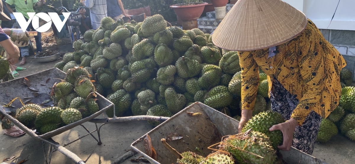 Mưa to trái mùa làm rơi rụng hơn trăm tấn trái sầu riêng ở Tiền Giang
