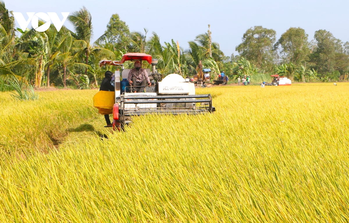 Liên kết trồng lúa dễ đứt gãy ở ĐBSCL – bài toán hài hòa lợi ích