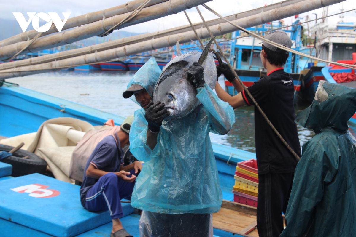 Hình ảnh ngư dân Bình Định trúng cá ngừ chuyến biển đầu năm