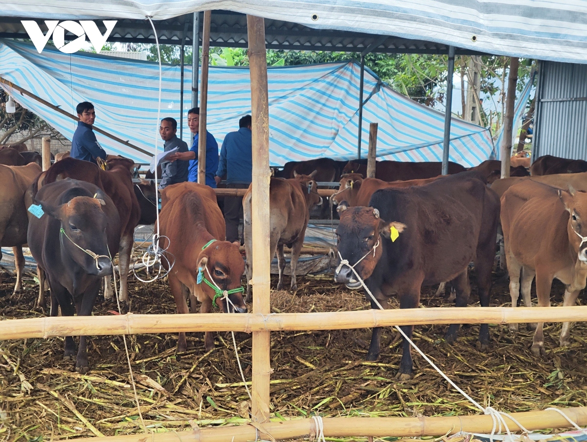 Làm rõ thông tin bò giống được cấp ở Điện Biên không đảm bảo chất lượng