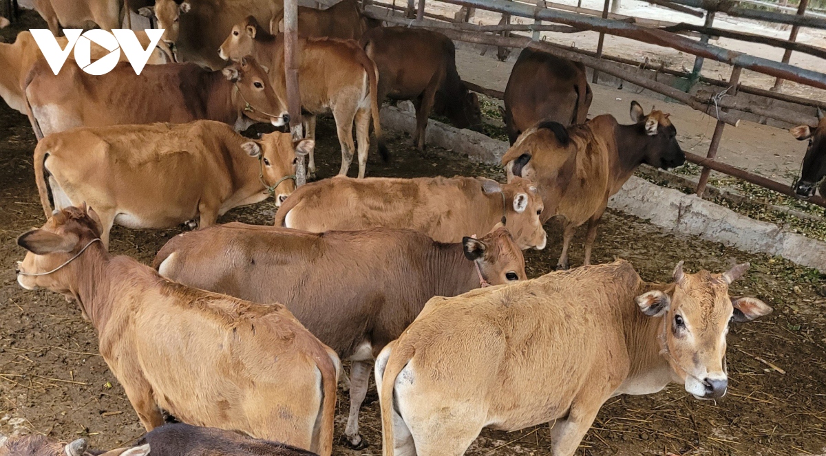 Điện Biên tạm dừng dự án hỗ trợ bò sinh sản sau phản ánh của báo chí