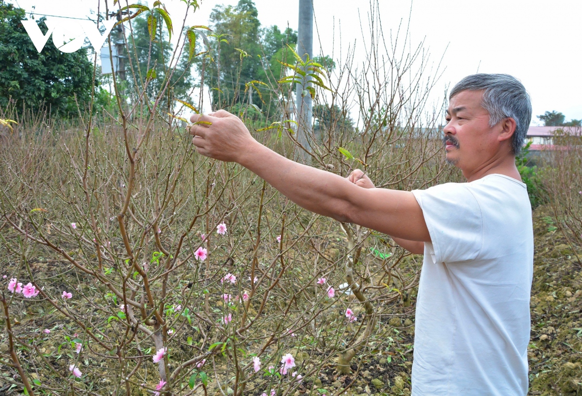 Nhà vườn ở Điện Biên sẵn sàng cung ứng hoa phục vụ Tết