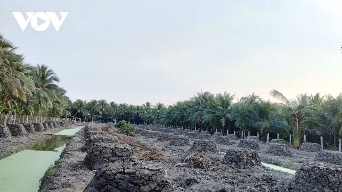 Mơ làm giàu, nông dân Tiền Giang ồ ạt trồng sầu riêng ngoài vùng quy hoạch