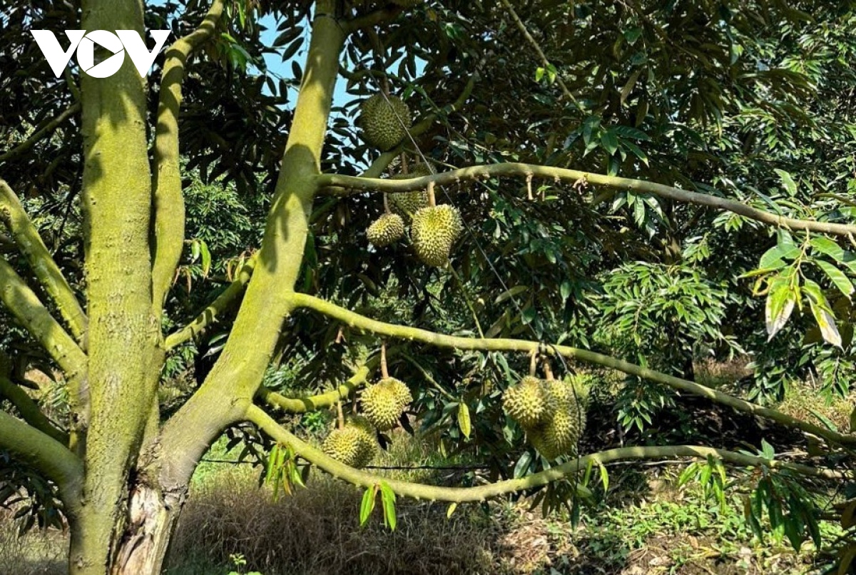 Nhà vườn Cái Bè- Tiền Giang bội thu trái sầu riêng, phấn khởi đón Tết