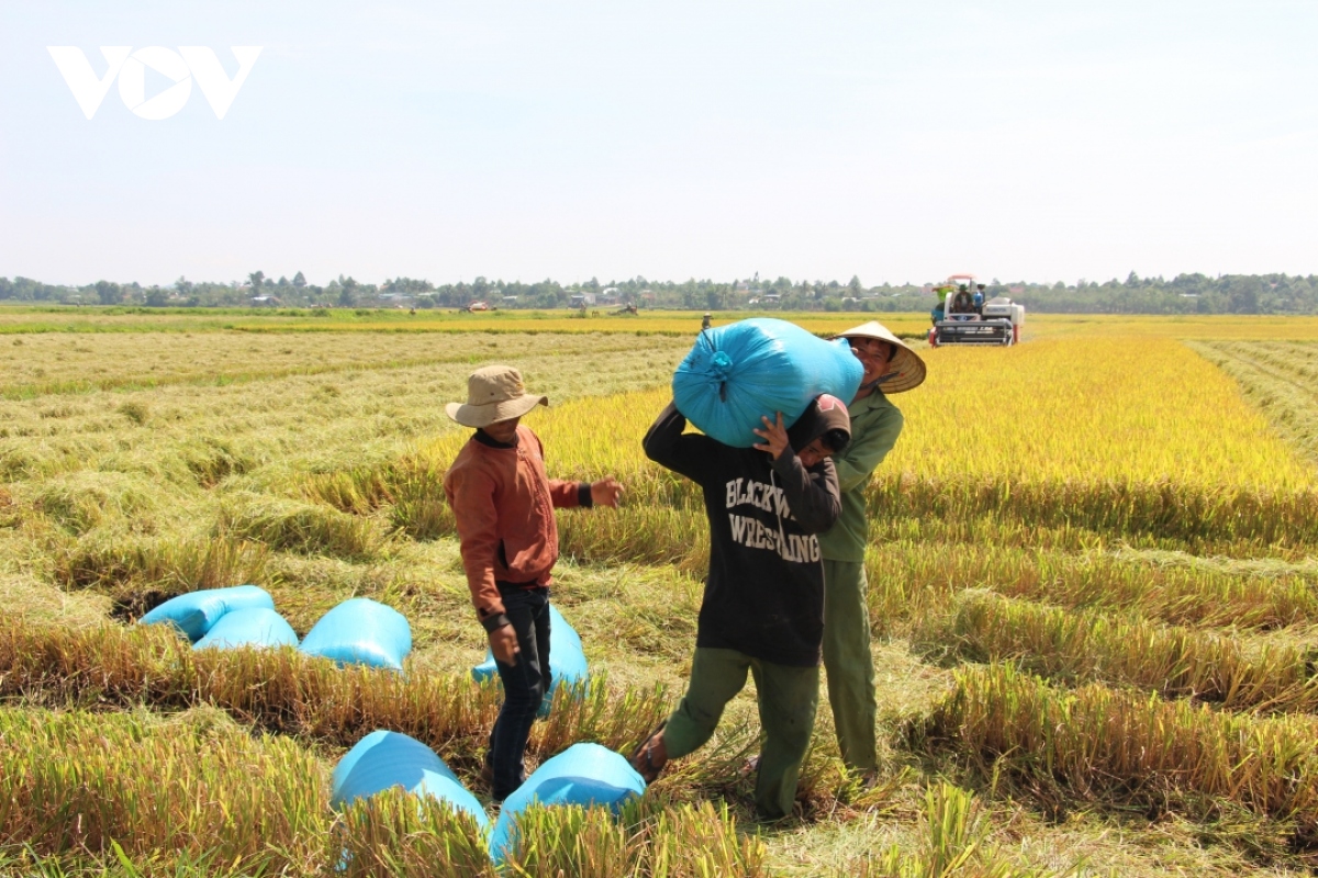 Đắk Lắk đẩy mạnh kết nối tiêu thụ sản phẩm lúa gạo