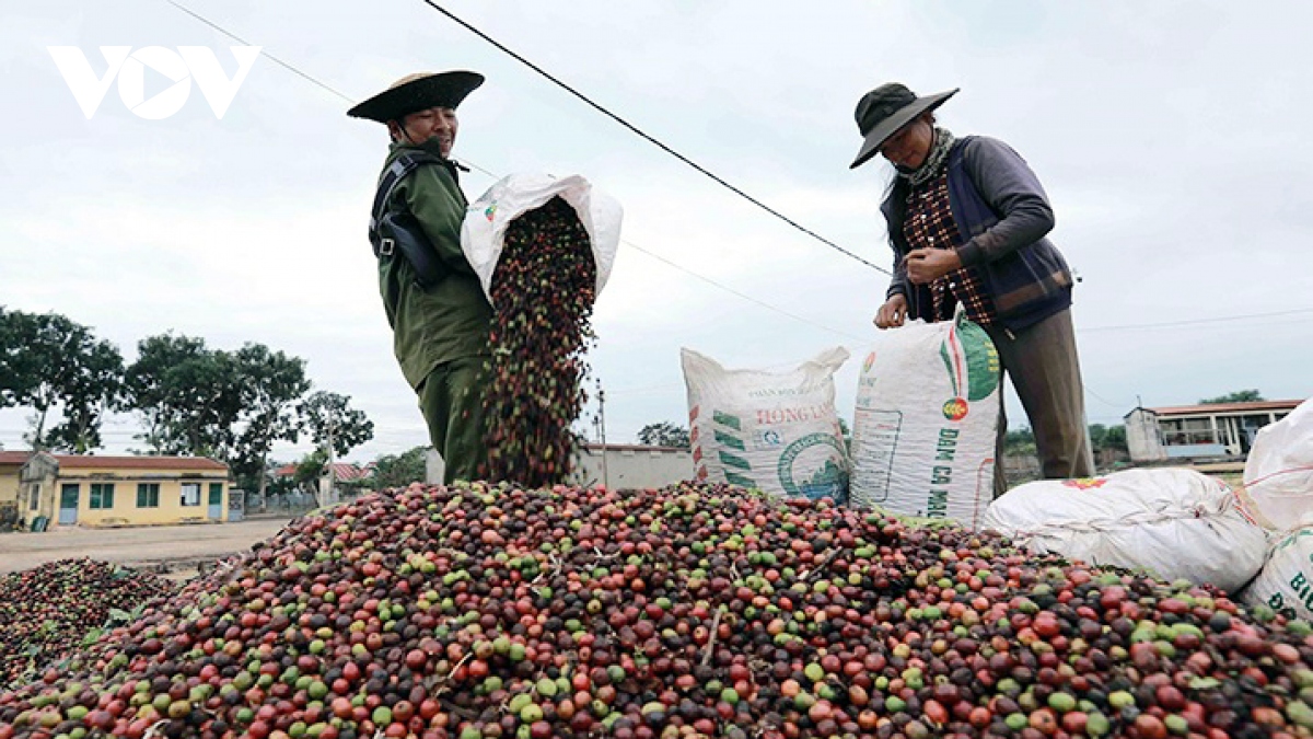 Xuất khẩu cà phê đạt gần 1 tỷ USD chỉ trong 45 ngày