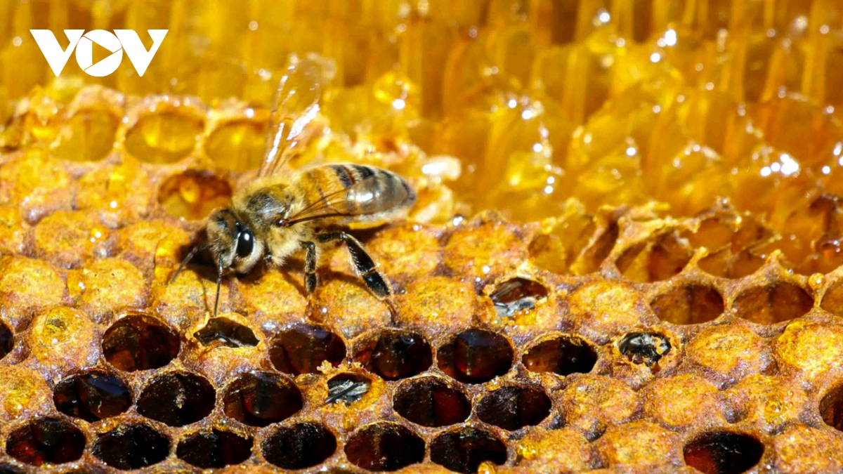 Mùa thả ong gom mật ở Đắk Lắk