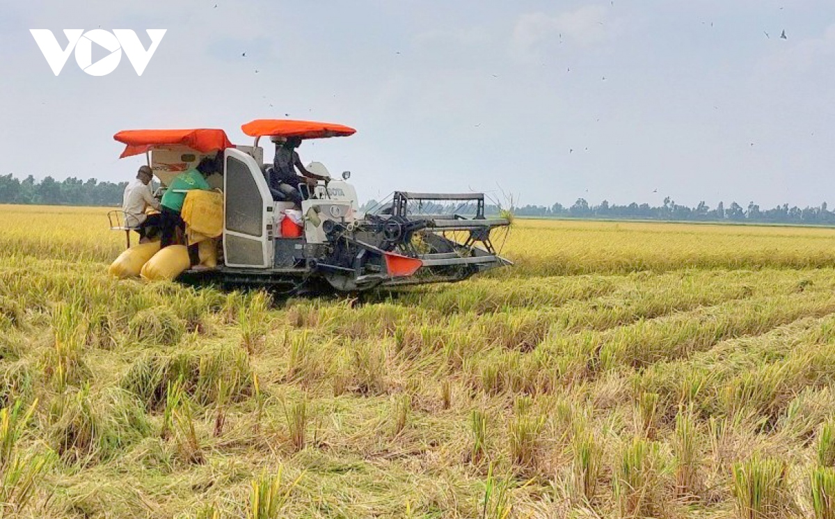 Đề án 1 triệu ha lúa vùng ĐBSCL - Chuyên nghiệp hóa ngành hàng lúa gạo