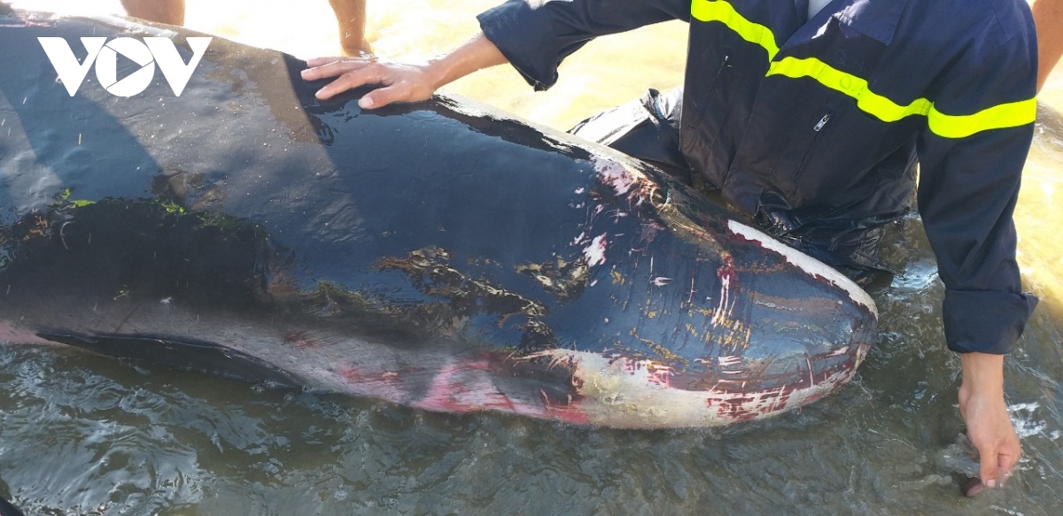 Giải cứu thành công cá voi trôi vào biển Quy Nhơn