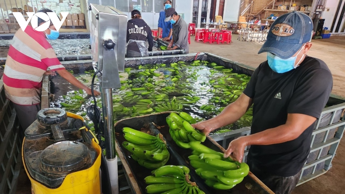 Ngành rau củ quả Việt Nam giao thương trực tiếp để tăng giá trị xuất khẩu