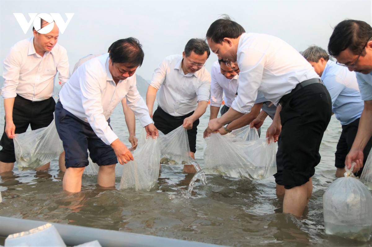 Quảng Ninh tổ chức thả hơn 5 triệu con giống thủy sản xuống Vịnh Bắc bộ