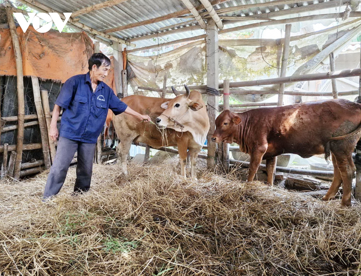 Quảng Nam khống chế bệnh lở mồm long móng trên đàn gia súc