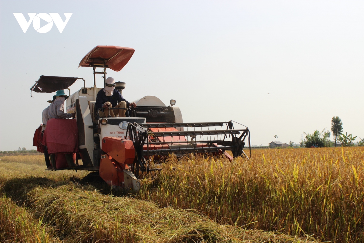 Vụ lúa Đông Xuân: Nan giải bài toán lợi ích giữa người dân và doanh nghiệp