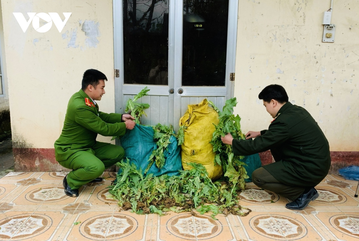 Phát hiện nương thuốc phiện trong rừng sâu tại Cao Bằng