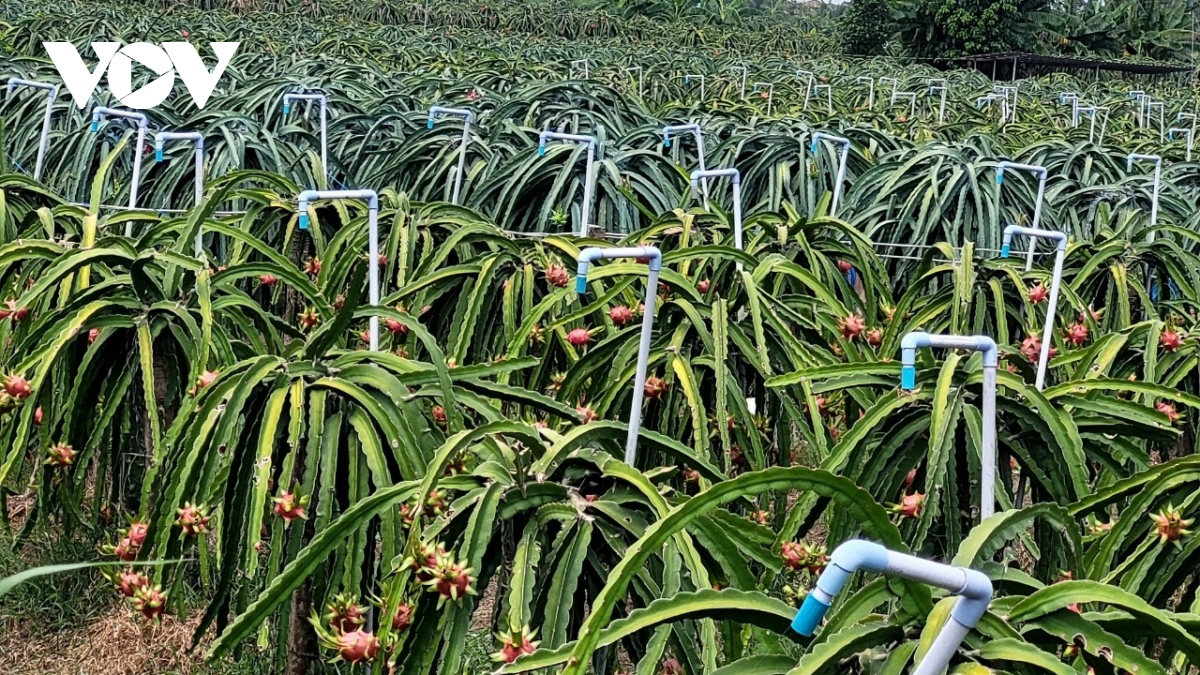 Vườn cây thanh long xanh tươi ở Tiền Giang giữa mùa hạn mặn