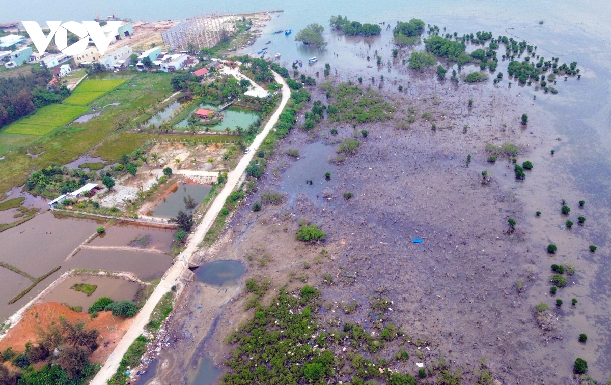 Gần 7 héc ta rừng ngập mặn ở Quảng Nam chết khô vì bị “bỏ quên”
