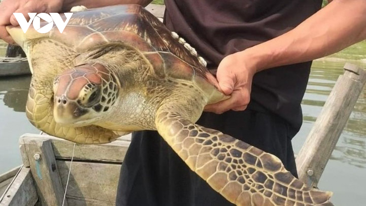 Thả rùa biển lạc vào đầm phá Tam Giang về môi trường tự nhiên