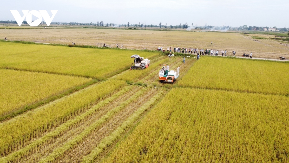 Quảng Trị chuyển đổi hơn 237ha đất lúa sang trồng các loại cây khác